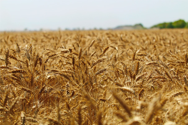 3. Аграрне виробництво